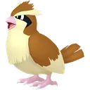 Pidgey