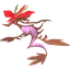 Dragalge