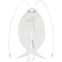 Pheromosa