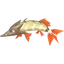 Barraskewda