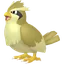 Shiny Pidgey